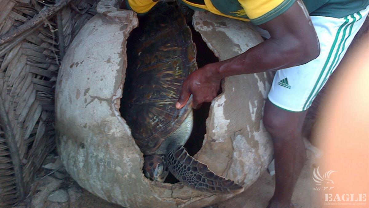 Concealed sea turtle exposed and rescued