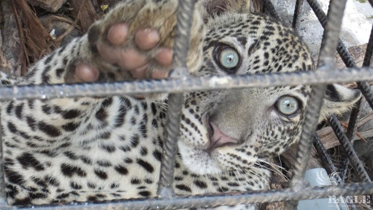Young leopard rescued from black market