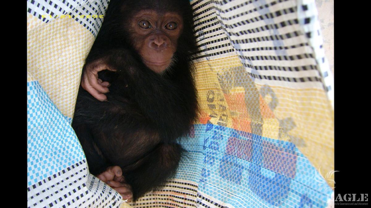 Hidden baby chimp baby rescued