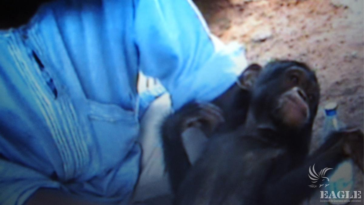 Hidden footage of trafficker before rescue of chimp