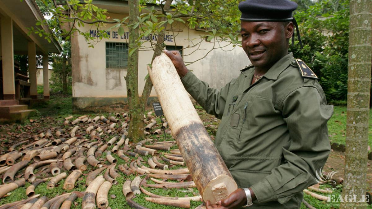 Two tonnes of ivory seized