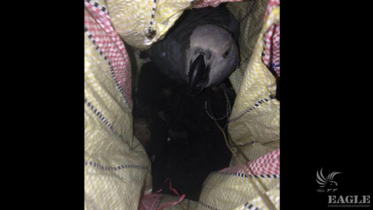 Live parrot on piles of elephant meat  seized in arrest of 5 