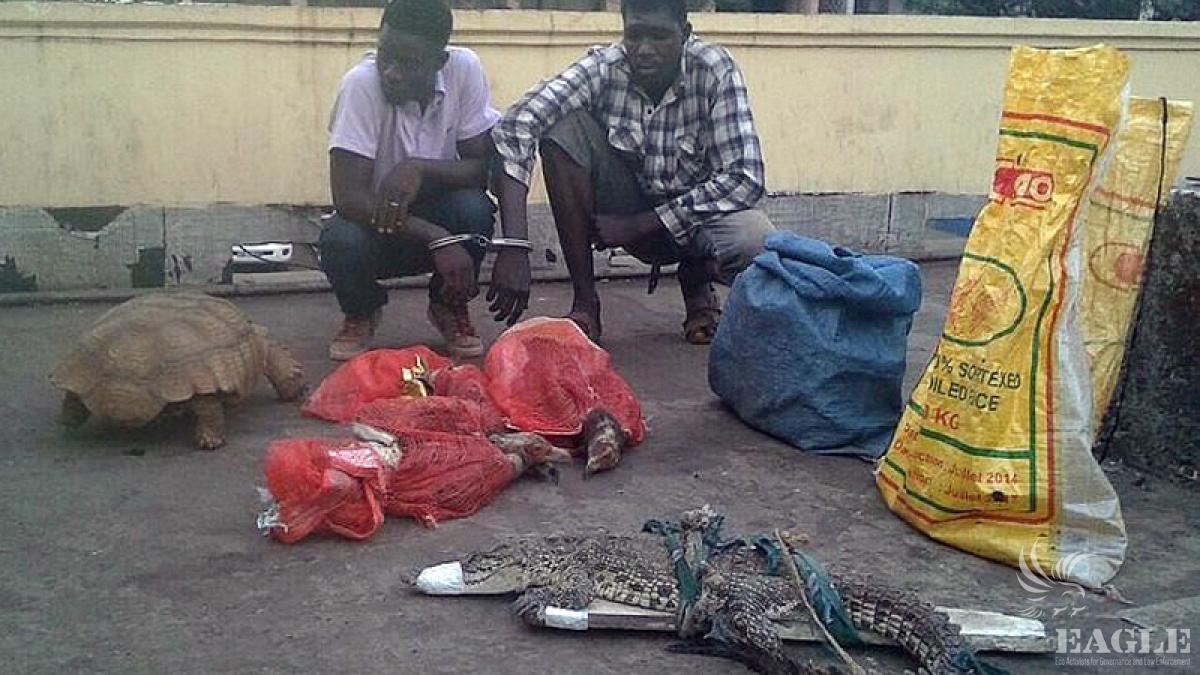 March 7, 2015:  2 traffickers arrested with 6 crocodiles, 1 turtle, 3 vultures and 1 monkey, all fully protected species, animals released to the wild.