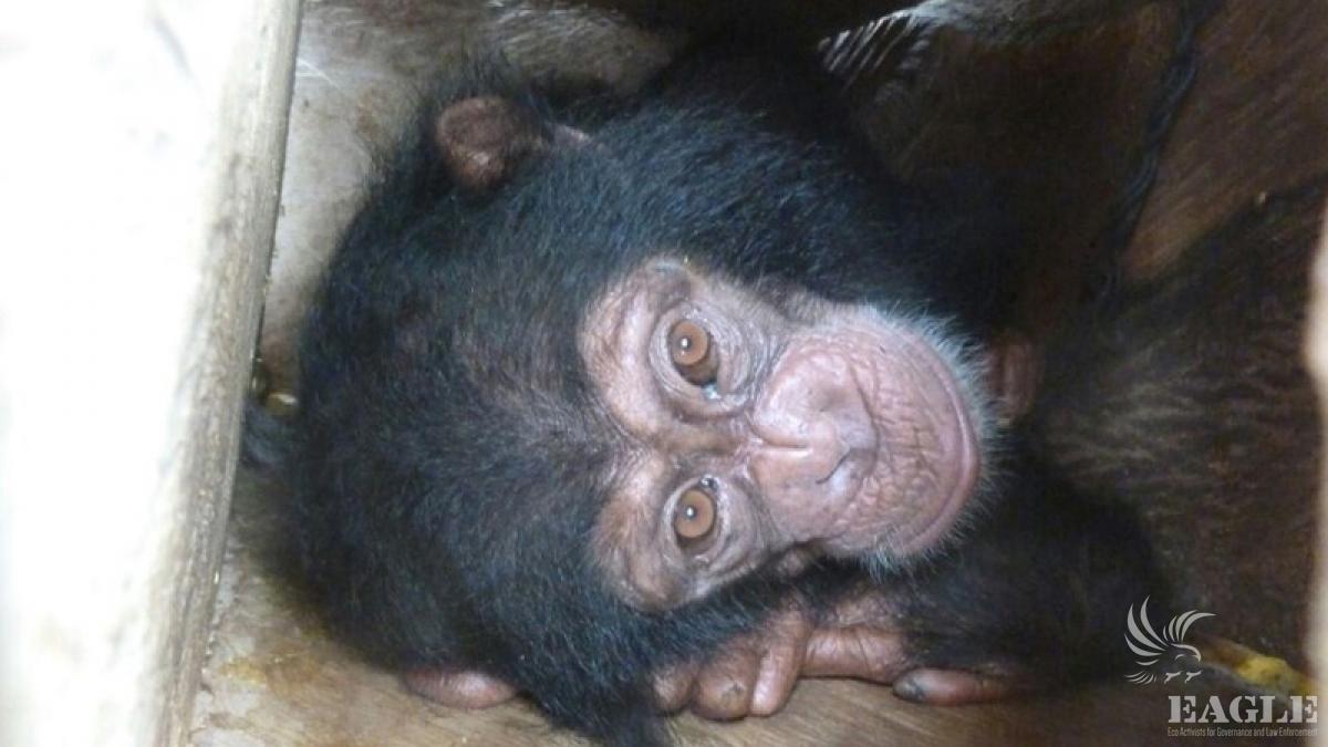 April 17, 2015: operation on chimp trafficking with 2 traffickers arrested. Guinea is one of the most important hub in the world of professional and organized trafficking of apes, hundreds of chimpanzees, gorillas and bonobos have been illegally exported 