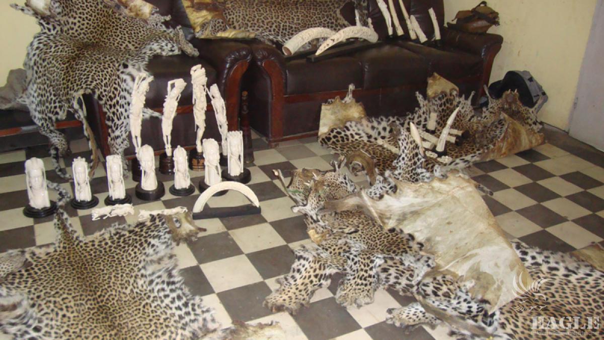 March 28, 2012: 7 traffickers arrested, 10 leopards skins and 100kg of ivory seized
