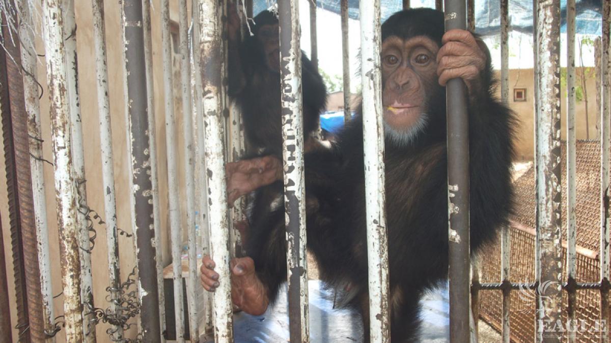 3 chimpanzees rescued from international smuggling while they were in the process of being exported by traffickers in China
