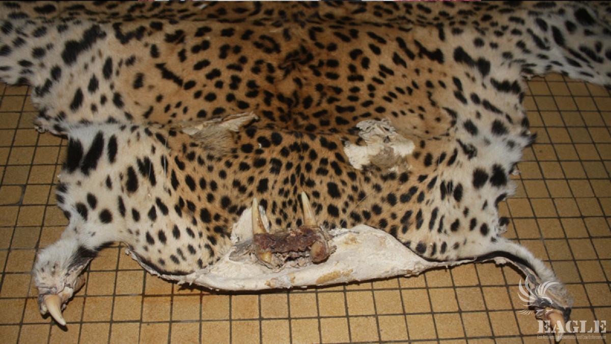 6 leopards skins seized.