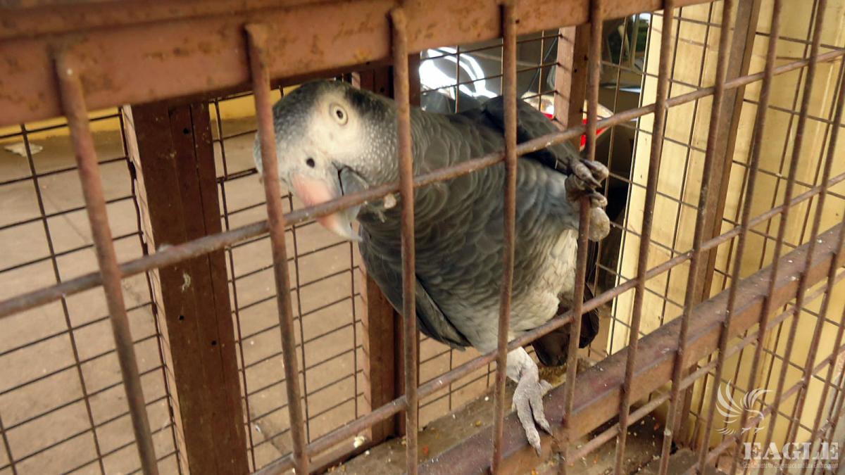 International smuggling of Grey Parrots