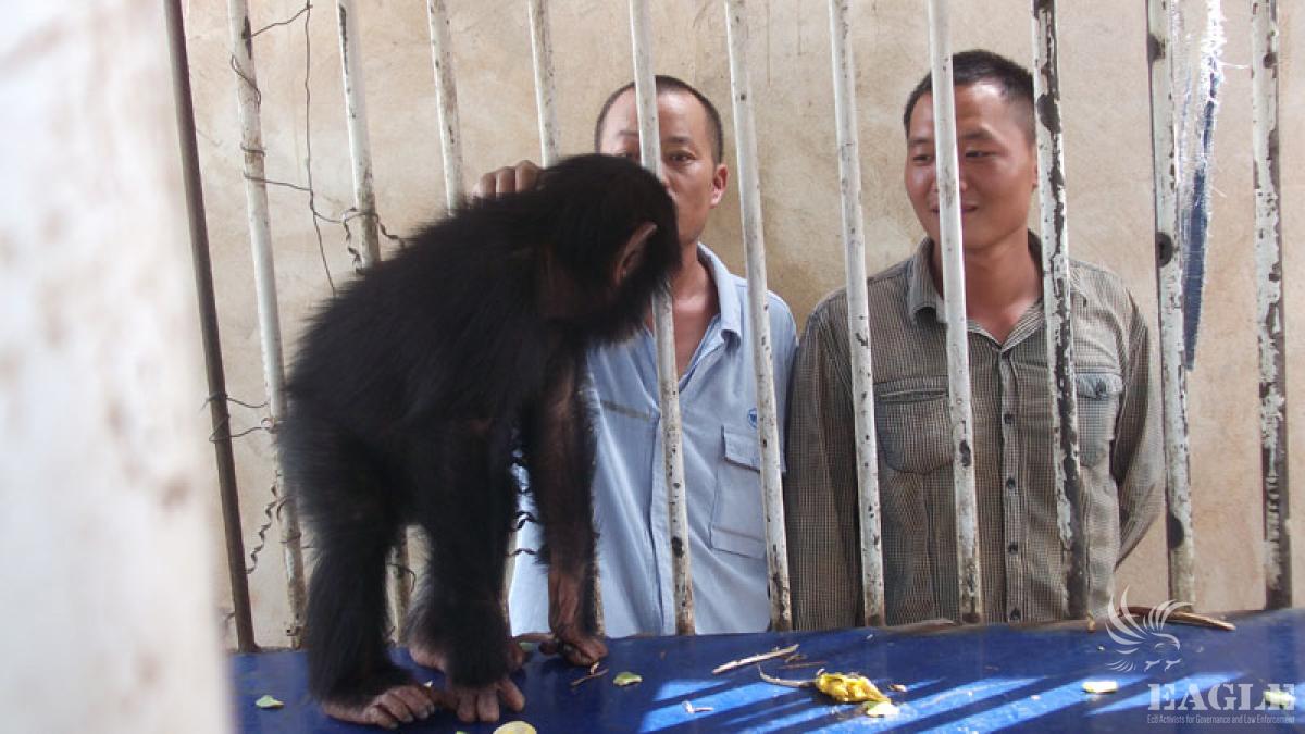 July 2, 2012: 3 Chinese traffickers arrested with 3 chimpanzees