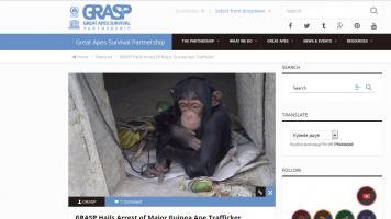GRASP Hails Arrest of Major Guinea Ape Trafficker 