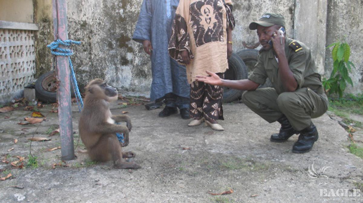 Arrest of primate trafficker