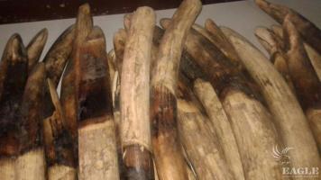 4 ivory traffickers arrested with 30 tusks
