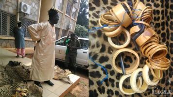 An ivory trafficker arrested