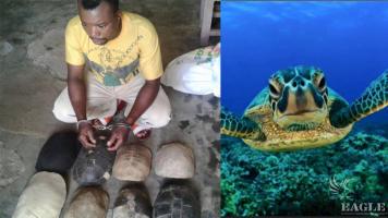 A trafficker arrested with 8 sea turtle shells.