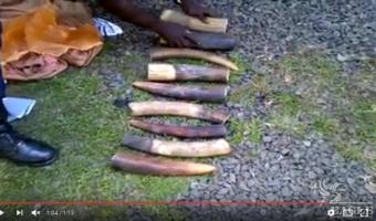 2 ivory traffickers arrested with 34 kg ivory