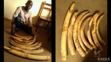An international ivory trafficker arrested