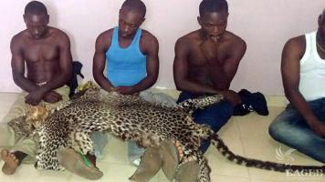 4 traffickers arrested with 2 leopard skins