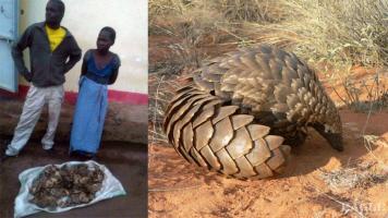 A couple arrested with 25 kg of giant pangolin scales