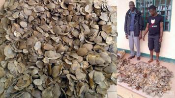 2 traffickers arrested with 128 kg of Giant Pangolin scales