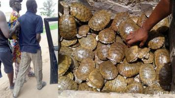 3 traffickers arrested with 128 turtles