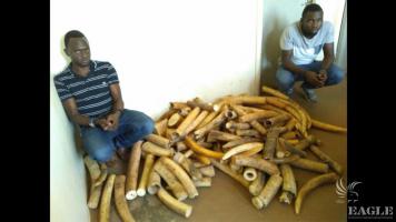 2 significant traffickers arrested with 250 kg of ivory