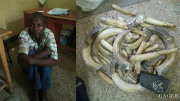 A trafficker arrested with 13 kg of hippo ivory