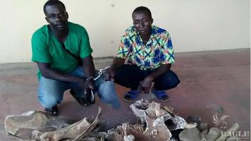 2 traffickers arrested with 4 hippo skulls and 14 hippo teeth
