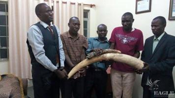 5 ivory traffickers arrested including a pastor