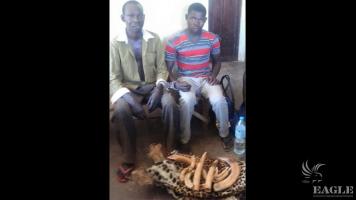 2 hippo ivory traffickers arrested