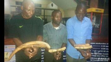 3 ivory traffickers arrested with 13 kg of ivory