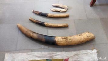 3 traffickers arrested with 12kg ivory