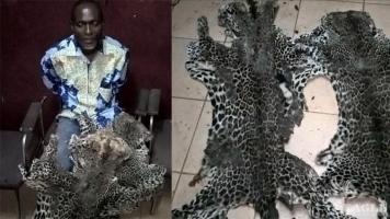 2 arrested with leopard skins