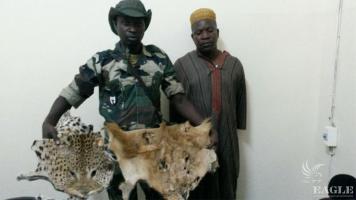 A lion skin trafficker arrested with 106 skins of 11 species