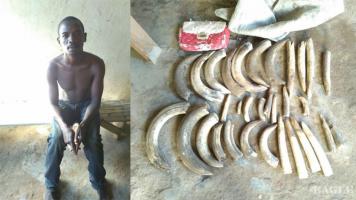 A hippo ivory trafficker arrested