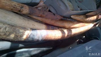 A ring of ivory traffickers cracked!