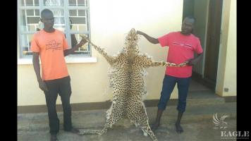 2 traffickers arrested with a cheetah skin