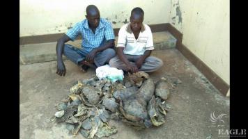 2 traffickers arrested with 15 kg of pangolin scales