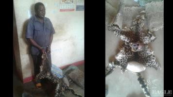 A trafficker arrested with a leopard skin and a gorilla skull