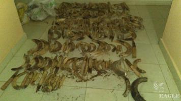 2 traffickers arrested with 100 kg of hippo ivory