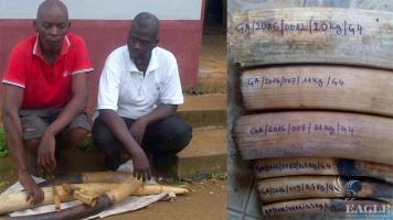 2 ivory traffickers arrested with 45 kg of ivory