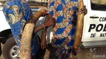 2 ivory traffickers arrested with two large tusks