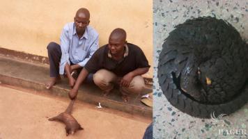 2 traffickers arrested with one pangolin