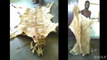 A wildlife trafficker arrested with a lion skin