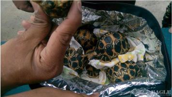 3 reptile traffickers arrested