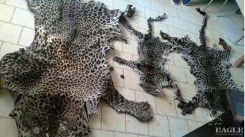 2 traffickers arrested with 3 leopard skins