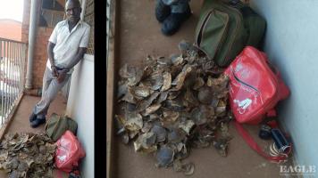 A pangolin scales trafficker arrested