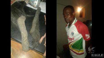A trafficker arrested with 2 elephant tails