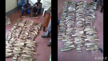 2 traffickers arrested 135 kg of hippo teeth