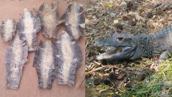 A trafficker arrested with 11 dwarf crocodile skins
