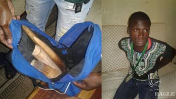 An ivory trafficker with 2 tusks arrested